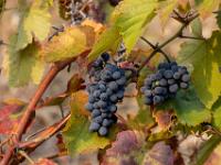 Reife Trauben an Weinstock